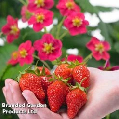 New Products 21 Grow Your Own Strawberry Collection