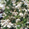 Styrax Japonicus 'Fragrant Fountain'