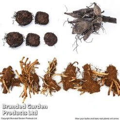 Summer Plant Collection -NAOMI Plant Shop SUMM KF4124 ARRIVE1