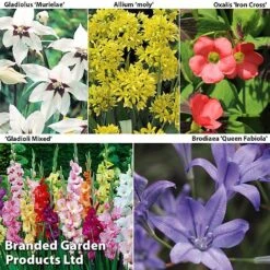 Bulb & Perennial Bumper Pack -NAOMI Plant Shop SUMMER BULB COL1