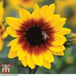 Sunflower SunBelievable&trade; 'Brown Eyed Girl' -NAOMI Plant Shop SUNB TKA1036 B