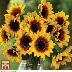 Sunflower SunBelievable&trade; 'Brown Eyed Girl' -NAOMI Plant Shop SUNB TKA1036 C