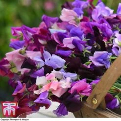 Sweet Pea Duo -NAOMI Plant Shop SWE WKB9969 D