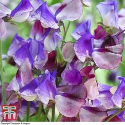 Sweet Pea Duo -NAOMI Plant Shop SWE wkb9969 C