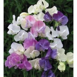 Sweet Pea 'Scent Infusion' -NAOMI Plant Shop SWEE T17016 A h