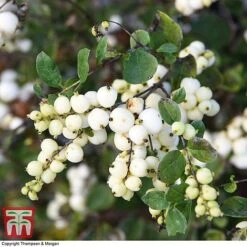 Symphoricarpos 'Magical Galaxy' -NAOMI Plant Shop SYMP 6648 A2