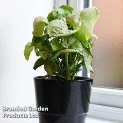 Syngonium 'Confetti' -NAOMI Plant Shop SYNG CONFETTI WKF1207 C