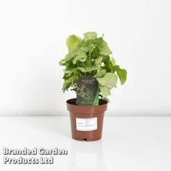 Syngonium 'Confetti' -NAOMI Plant Shop SYNG CONFETTI WKF1207 D