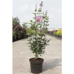 Lilac 'Bloomerang Dark Purple' -NAOMI Plant Shop SYRI T68533 B h