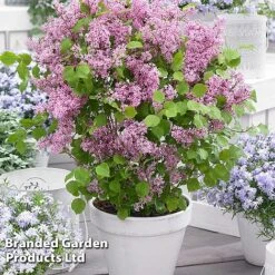 Syringa Flowerfesta® Collection -NAOMI Plant Shop SYRI FFESTAPIN S48771