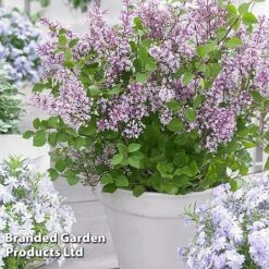 Syringa Flowerfesta® Collection -NAOMI Plant Shop SYRI FFESTAPUR S487651