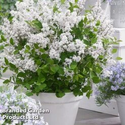 Syringa Flowerfesta® Collection -NAOMI Plant Shop SYRI FFESTAWHI S48768
