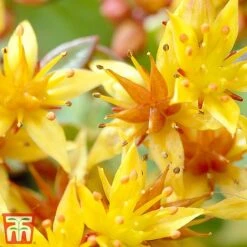 Sedum Kamtschaticum Var. Floriferum 'Weihenstephaner Gold' -NAOMI Plant Shop Sedum2