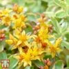 Sedum Kamtschaticum Var. Floriferum 'Weihenstephaner Gold'