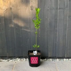 Spindle (Euonymus Europaeus) Grown By Cotswold Trees -NAOMI Plant Shop Spindle