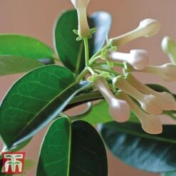 Stephanotis Floribunda On A Hoop -NAOMI Plant Shop Steph