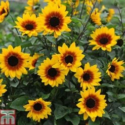 Sunflower SunBelievable&trade; 'Brown Eyed Girl' -NAOMI Plant Shop Sunbelieveable 2