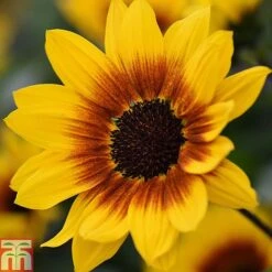 Sunflower SunBelievable&trade; 'Brown Eyed Girl' -NAOMI Plant Shop Sunvbelievable 1