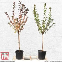 Azalea 'Japanese Red' -NAOMI Plant Shop T10414 arrival