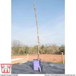 Wisteria Sinensis 'Prolific' -NAOMI Plant Shop T57979 arrival 10l