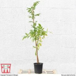 Wisteria Sinensis 'Prolific' -NAOMI Plant Shop T57979 arrival