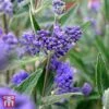 Caryopteris X Clandonensis 'Thetis'