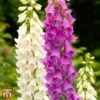 Foxglove 'Excelsior Hybrids'