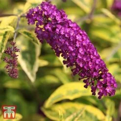 Buddleja Davidii 'Santana'