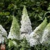 Buddleja Davidii 'White Profusion'