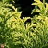 Chamaecyparis Obtusa 'Fernspray Gold'