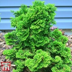 Chamaecyparis Obtusa 'Meroke Twin'