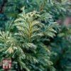 Chamaecyparis Pisifera 'Boulevard'