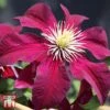 Clematis 'Niobe'