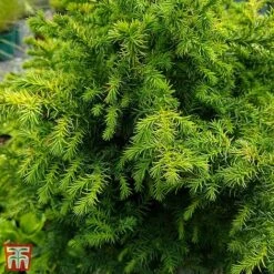 Cryptomeria Japonica 'Vilmoriniana'