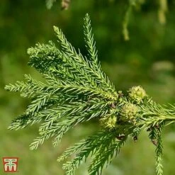 Cryptomeria Japonica 'Yokohama'