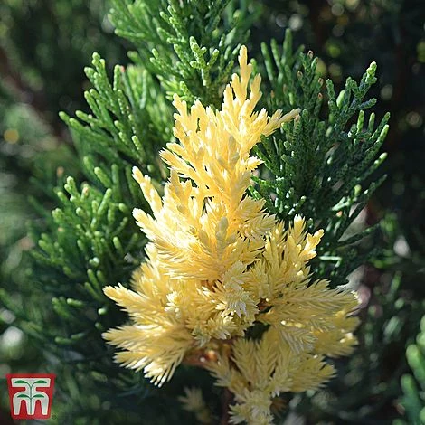 Juniperus Chinensis 'Expansa Variegata' 1 Juniperus Chinensis 'Expansa Variegata'