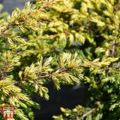 Juniperus Chinensis 'Goldschatz'