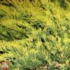 Juniperus Horizontalis 'Golden Carpet'