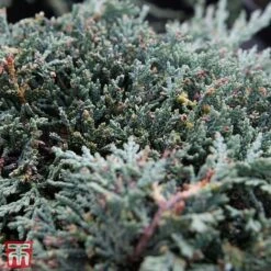 Juniperus Horizontalis 'Icee Blue' -NAOMI Plant Shop T66285 JUNI 2