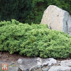 Juniperus Horizontalis 'Wiltonii'