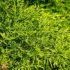 Juniperus X Pfitzeriana 'Gold Coast'