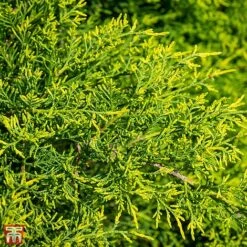 Juniperus X Pfitzeriana 'Gold Coast'