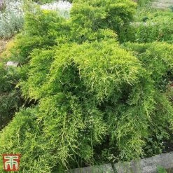 Juniperus X Pfitzeriana 'Old Gold'