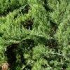 Juniperus Sabina 'Tamariscifolia'
