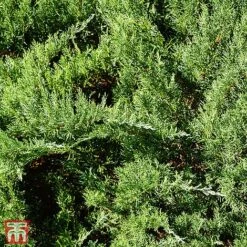 Juniperus Sabina 'Tamariscifolia'