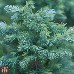 Juniperus Squamata 'Blue Carpet'