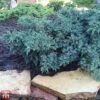 Juniperus Squamata 'Blue Star'