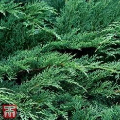 Microbiota Decussata 'Fuzzball'