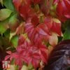 Parthenocissus Quinquefolia 'Engelmannii'