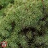 Picea Abies 'Tompa'